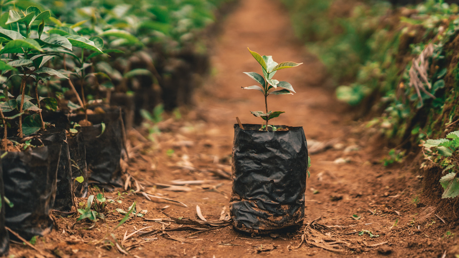 Young tree waiting to be planted