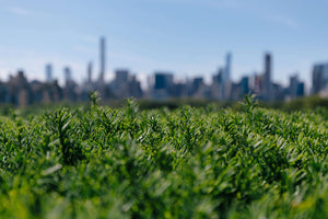 Greenery with a city backdrop